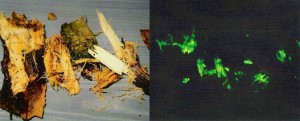 Bois luminescent provenant d’une souche de conifère infectée par l’armillaire